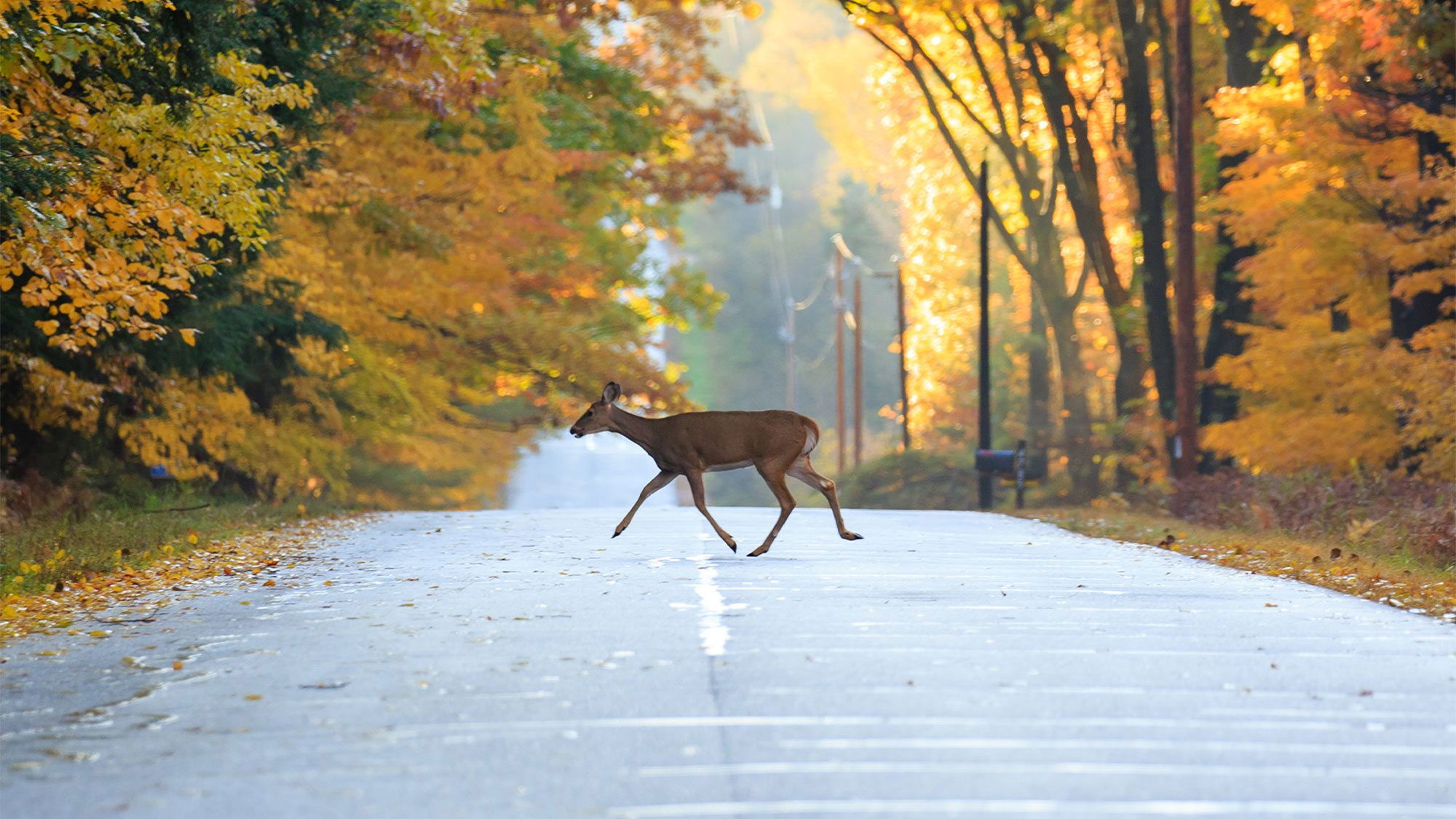 Riding Tips: Dealing with obstacles